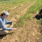 Shelby (L) and Raquel (R) weeding the carrots. So much weeding