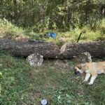 Willy is exhausted after watching our friends, John and Jolieke cut up this big tree.