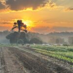 Early mornings are delightful this time of the year. Here are a few of our fall beds with some of our goats in the background and the sun breaking through the clouds. Photo by Katherine