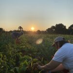 Its early morning harvests of fall greens like lettuce mix and arugula. Photo by Shelby