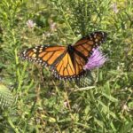 A beautiful Monarch butterfly on the field thistle in the pasture..