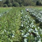 Pear Millet cover crop reseeded itself. It has caused a bit of extra weeding in the fall brassicas.