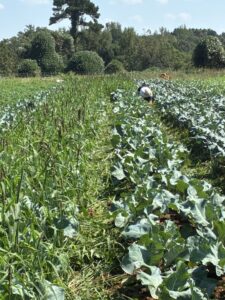 Pear Millet cover crop reseeded itself. It has caused a bit of extra weeding in the fall brassicas.
