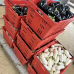 The second planting of eggplants are really cranking. Lots of white and purple eggplants in the CSA.