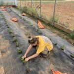 Katherine planting strawberries