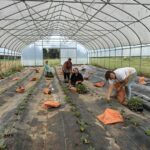 Strawberry planting team Shelby (L), Kayla, Raquel and Josephine (R)