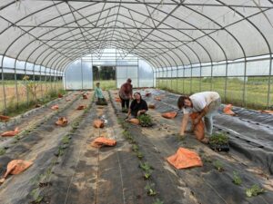Strawberry planting team Shelby (L), Kayla, Raquel and Josephine (R)