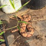 Beautiful little copper head, It is one of two Josephine stepped on in the greenhouse.
