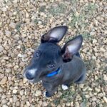 Our newest farm addition, Herski. A rescue pup from Memphis. Photo by Shelby