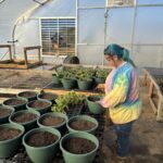 Kayla potting up hanging baskets with strawberry plants. We will have these for sale in early spring.