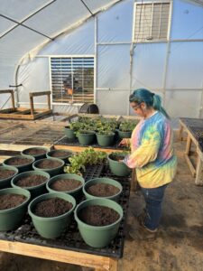 Kayla potting up hanging baskets with strawberry plants. We will have these for sale in early spring.