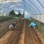 Planting three beds of garlic Raquel (L)and Kayla (R).