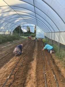 Planting three beds of garlic Raquel (L)and Kayla (R).