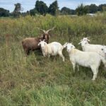 Our buck, Brownie, turned out with the does. One happy buck