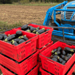 Late season eggplants really produced a lot of fruit