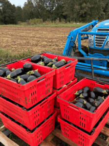 Late season eggplants really produced a lot of fruit