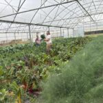 More harvesting in the double bay high tunnel