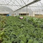 Harvesting greens in the double bay high tunnel