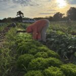 Fall mornings harvest days are a bit chilly but wonderful