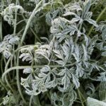 Frosty carrot tops. These greens can handle it and the carrots are down warm in the soil.