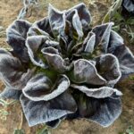 Frosty mornings create beautiful heads of lettuce