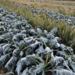 Frosty start to our last week of the CSA. This is some broccoli we hope heads up soon
