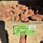 Organic sweet potatoes from Englert Farms