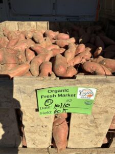 Organic sweet potatoes from Englert Farms