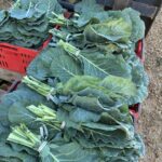 Collard are looking and tasting great!