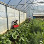 Harvesting bok choi in the high tunnel on a chilly November morning