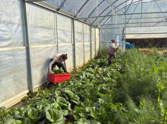 Sweet potatoes, Fennel and more!