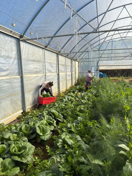 Sweet potatoes, Fennel and more!