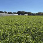 Winter cover crop has filled in well