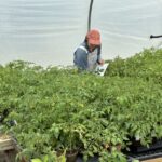 Shelby working on post plant sale inventory