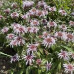 Bradburys monarda