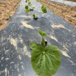 The first round of squash is in the field