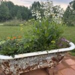 Our bathtub planter is loaded with native plants and flowers