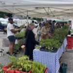People buying plants at CYCFM