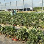 Shelby harvesting the early to ripe strawberries