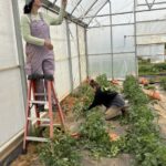 Shelby (L) and Katherine pruning and trellising tomatoes
