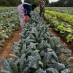 Shelby (L) and Hugh (R) harvesting lacinato kale