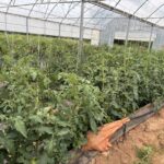 High tunnel tomatoes are shooting right up the trellis