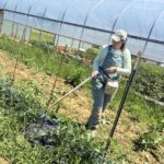 Here is Shelby trellising tomatoes. We use a modified Florida weave style of trellising.