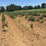 The potatoes are all hilled up waiting on some rain