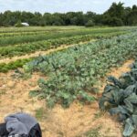 The spring crops in mid May