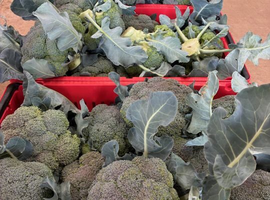 Spring Broccoli, Ya!