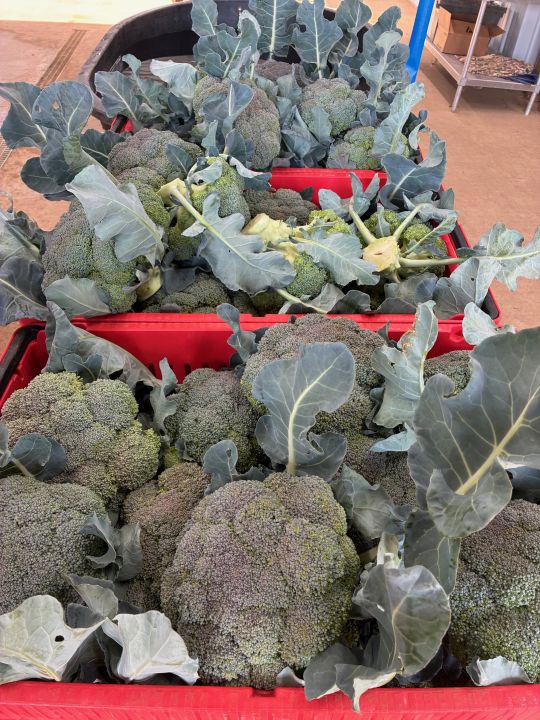 Spring Broccoli, Ya!