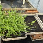 Ginger & turmeric, the turmeric didn't sprout so well