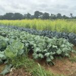 Collards (front), two types of kale and some mustard greens that have flowered