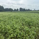 Buckwheat cover crop